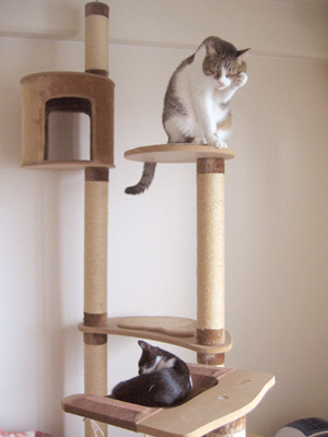 qoo&tenn