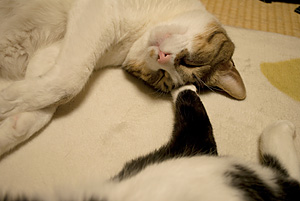 qoo&tenn