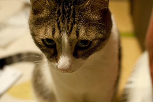 qoo