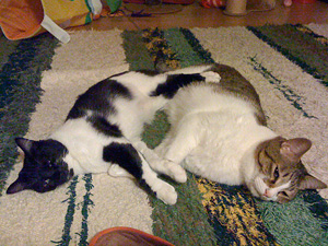 qoo&tenn