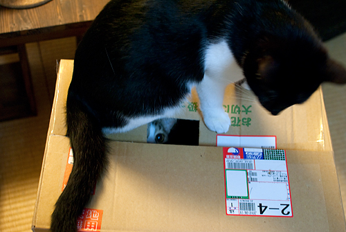 Q+ BOX