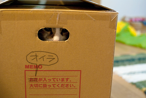 Q+ BOX
