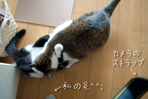 Q+ BOX