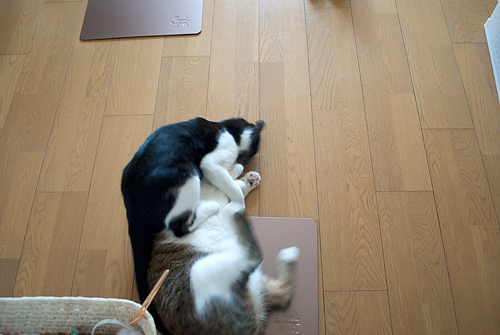 Q+ BOX
