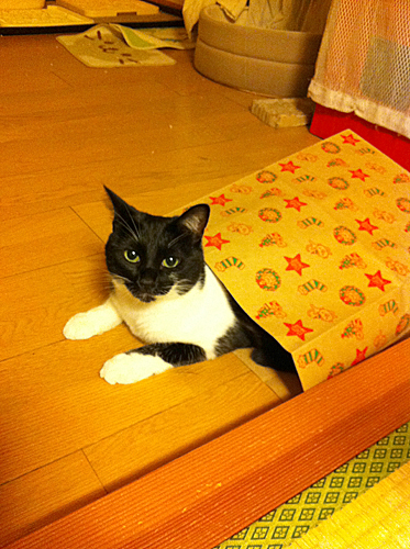 Q+BOX