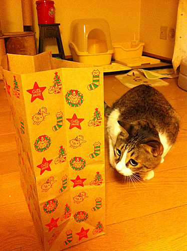 Q+BOX