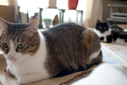 Q+ BOX