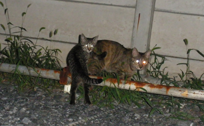 母猫と子猫