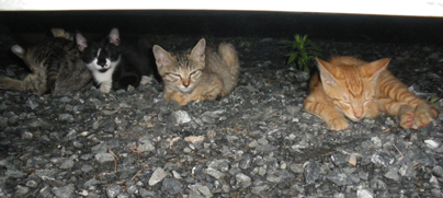子猫4