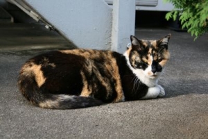 ねこ