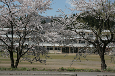 裏磐梯の桜