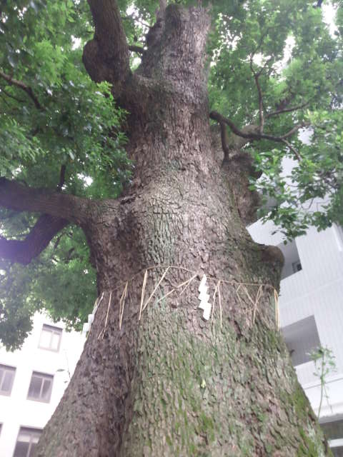 クスノキ
