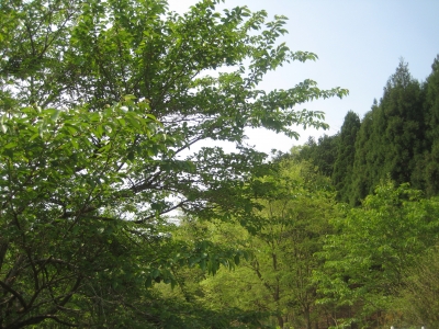 IMG_0139.JPG