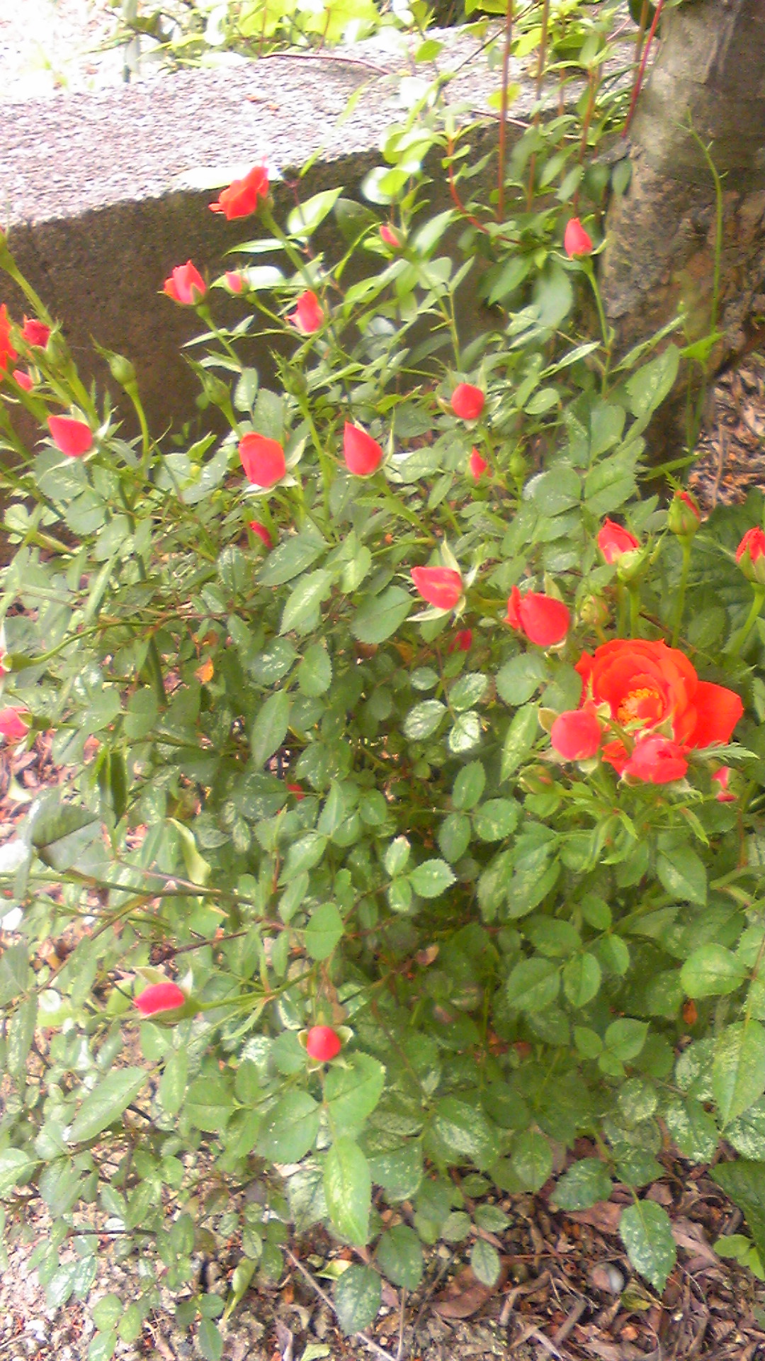 DVC00286.jpg
