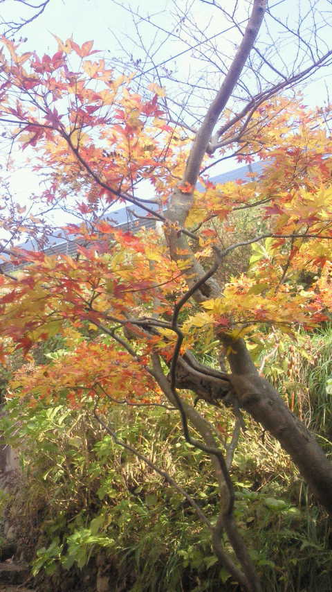 201011081212000.jpg