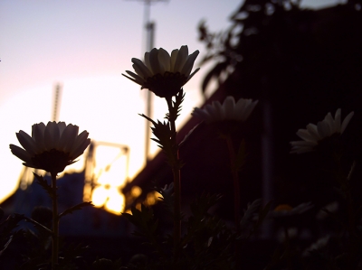 夕暮れ時の風景
