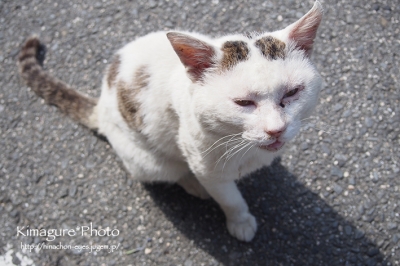 野良ネコ まろ