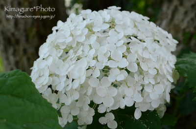 紫陽花