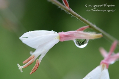 花としずく