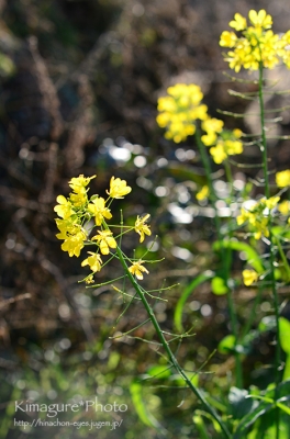 菜の花 きまぐれ*Photo
