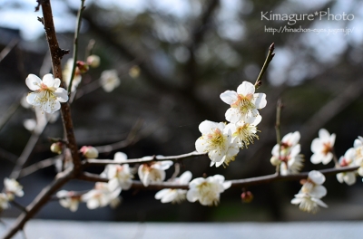 梅の花 きまぐれ*Photo