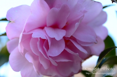 山茶花 きまぐれ*Photo