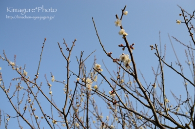 梅の花 きまぐれ*Photo