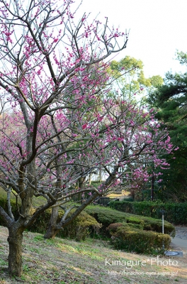 梅の花? きまぐれ*Photo