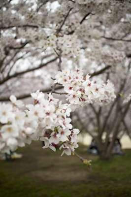 松前公園 桜