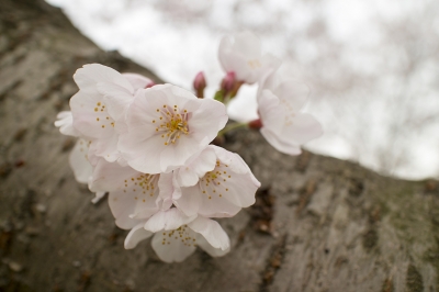 松前公園 桜