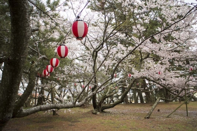 五色浜 桜