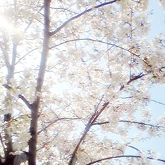 桜の花、舞い上がる道を