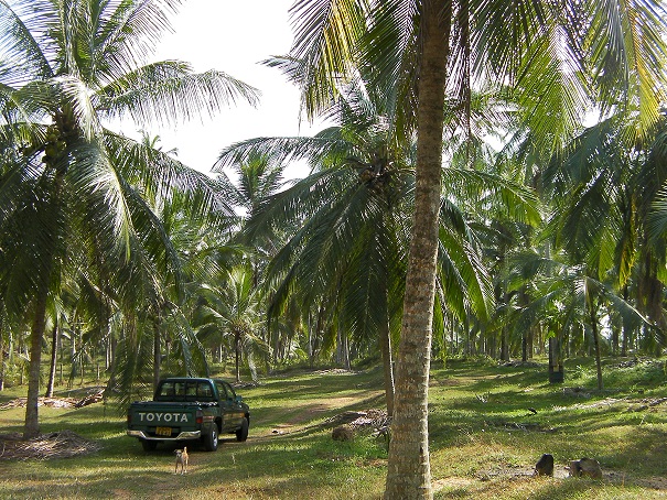 coconuts