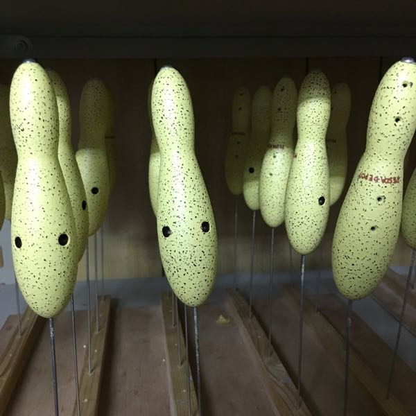ティート イーブー | pesca depot news｜ペスカデポ 新着情報