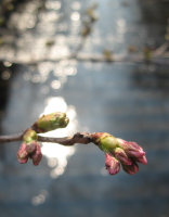 目黒川の桜