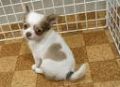 愛犬☆ さおり