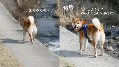 柴犬