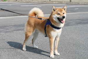 柴犬