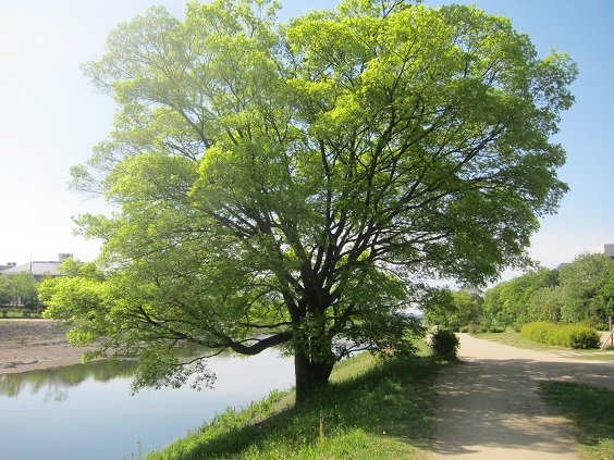 kamogawa01.jpg