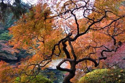 momiji