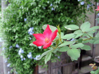 rose