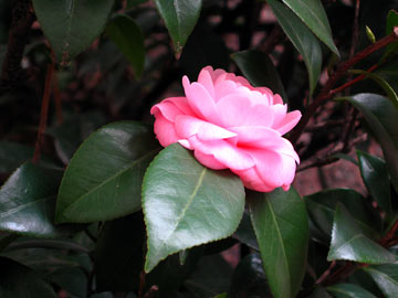 椿