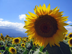 sunflower