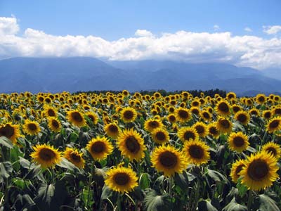 sunflowers
