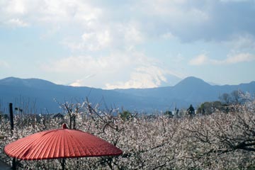 富士山