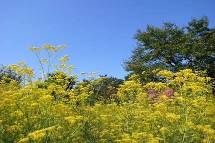 女郎花
