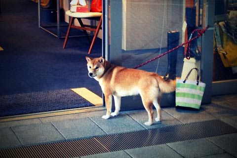dog