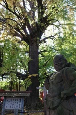 銀杏