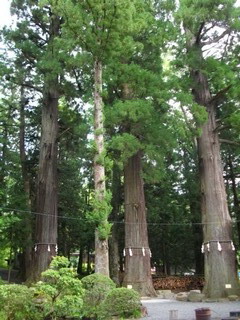 河口浅間神社の七本杉