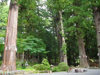 河口浅間神社の七本杉